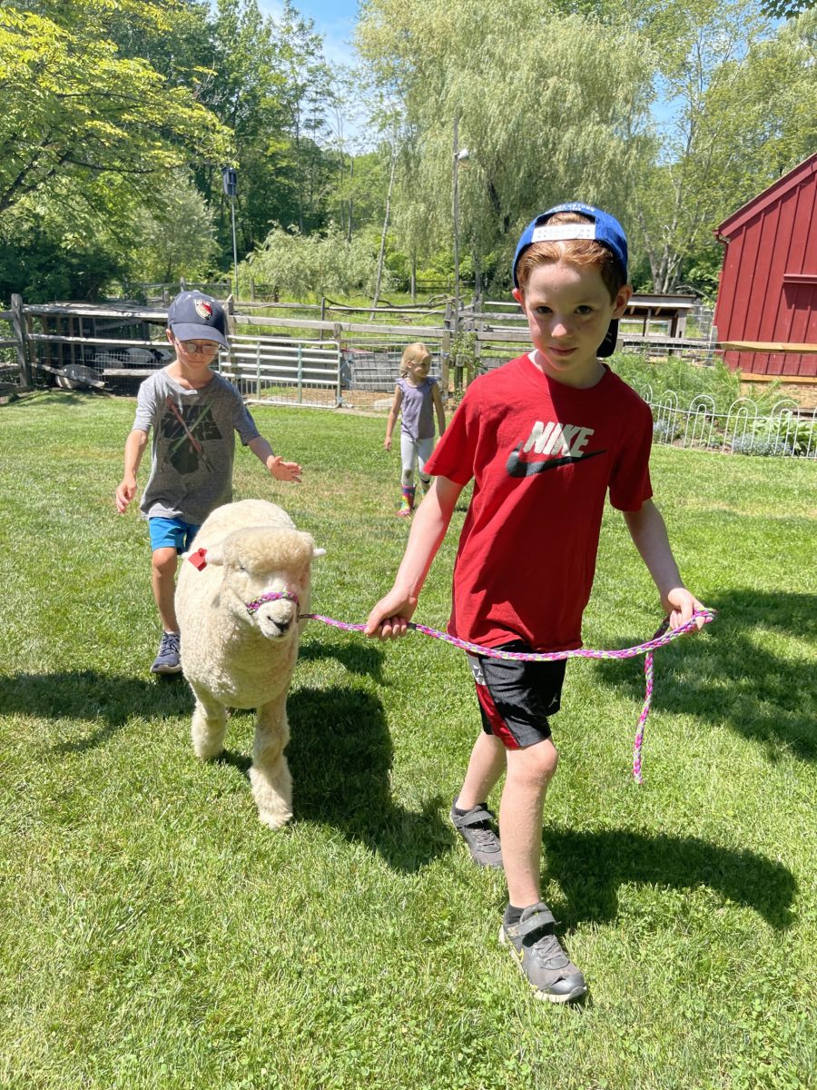 Learning to Walk Sheep on Halter