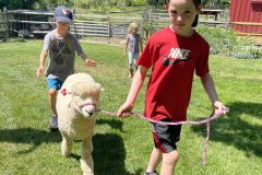 Learning to Walk Sheep on Halter
