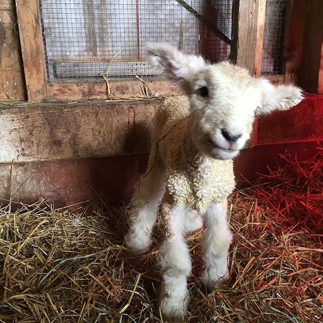 Baby Lamb at Henny Penny Farm, Ridgefield, CT