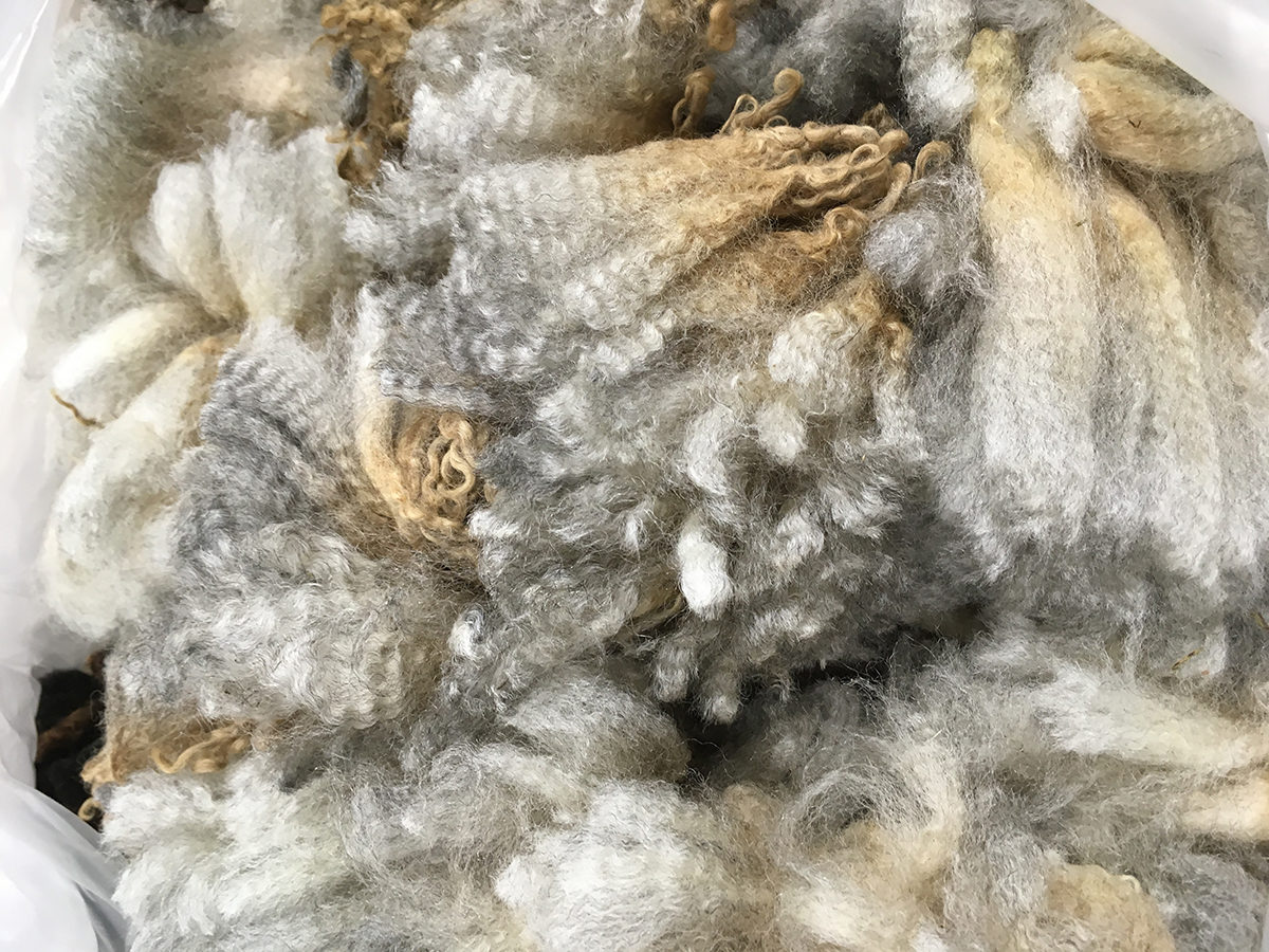 Romney Sheep Wool Fiber
